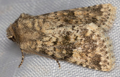 Pseudobryomima fallax