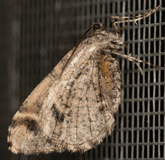 Stamnodes albiapicata