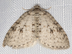 Venusia duodecemlineata