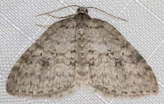 Venusia duodecemlineata