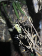 Trachycephalus typhonius