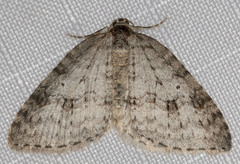 Venusia duodecemlineata