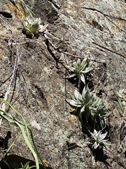 Dudleya abramsii setchellii