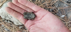 Rhinella dorbignyi