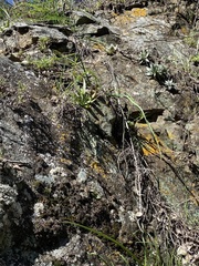 Dudleya abramsii setchellii