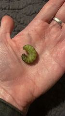 Phlogophora meticulosa