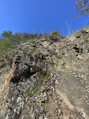 Dudleya abramsii setchellii