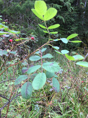 Rosa nutkana hispida