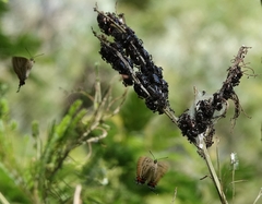 Jalmenus evagoras