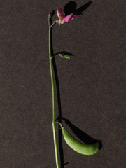 Phaseolus filiformis