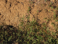 Phaseolus filiformis