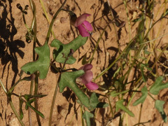 Phaseolus filiformis