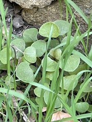 Claytonia perfoliata