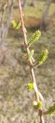 Salix lasiolepis