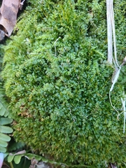 Plagiomnium cuspidatum