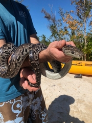 Chilabothrus strigilatus