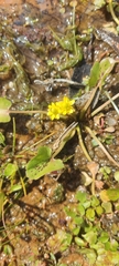 Halerpestes cymbalaria