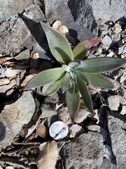 Dudleya abramsii setchellii