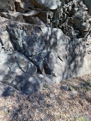 Dudleya abramsii setchellii