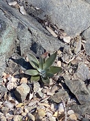Dudleya abramsii setchellii