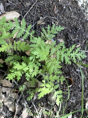 Eucrypta chrysanthemifolia