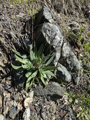 Dudleya abramsii setchellii