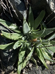 Dudleya abramsii setchellii