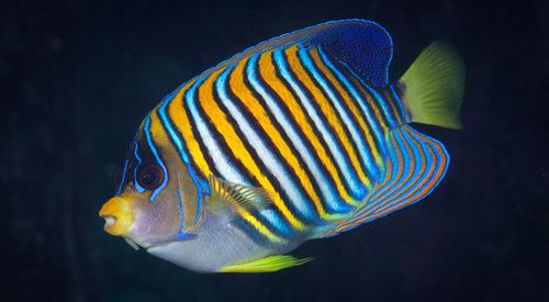 Regal Angelfish