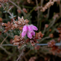 Erica tetralix