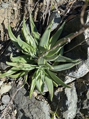 Dudleya abramsii setchellii