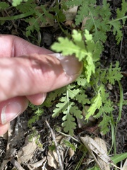 Eucrypta chrysanthemifolia