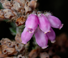 Erica tetralix