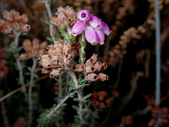 Erica tetralix