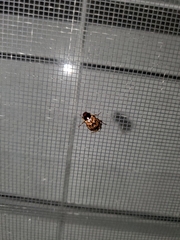 Paria opacicollis