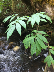 Sambucus racemosa racemosa