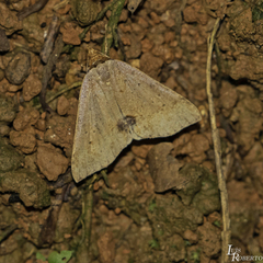 Lepidoptera