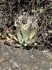 Dudleya abramsii setchellii