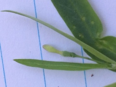 Pseudostellaria jamesiana