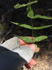 Pseudostellaria jamesiana
