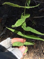 Pseudostellaria jamesiana