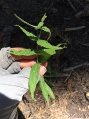 Pseudostellaria jamesiana