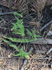 Pseudostellaria jamesiana
