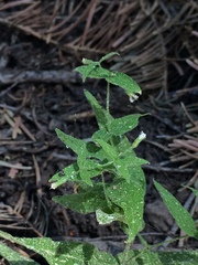 Pseudostellaria jamesiana