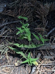 Pseudostellaria jamesiana