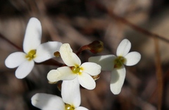 Stylidium bindoon