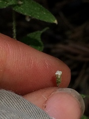 Pseudostellaria jamesiana