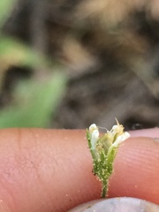 Pseudostellaria jamesiana