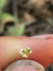 Pseudostellaria jamesiana