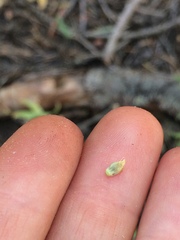 Pseudostellaria jamesiana