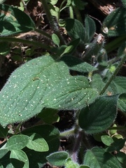 Phacelia hastata compacta